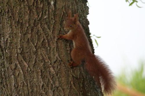 Agriturismo Ca' Alleata - image 6