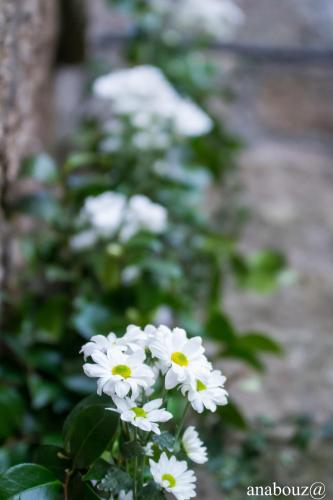 Finca Galea - image 5
