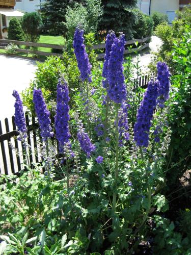 Ferienwohnungen Thalmeier - image 6