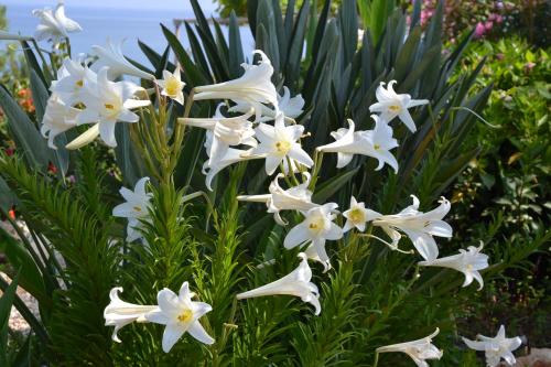 Aphrodite Beach Hotel - image 13