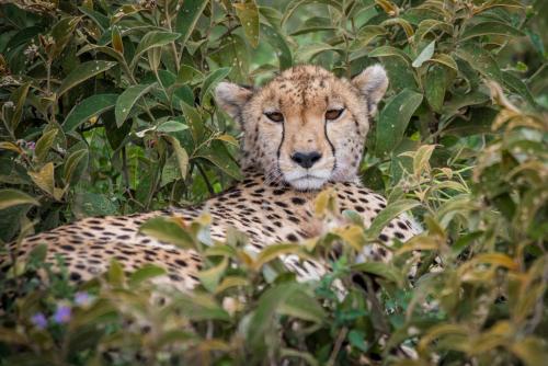 Lake Ndutu Luxury Tented Lodge