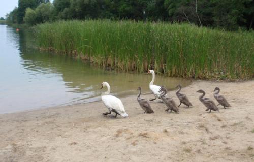 Domki jak PRLu w Camp LIPNO