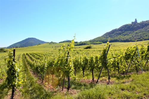 La Halte des Vignes - Route des vins d'Alsace