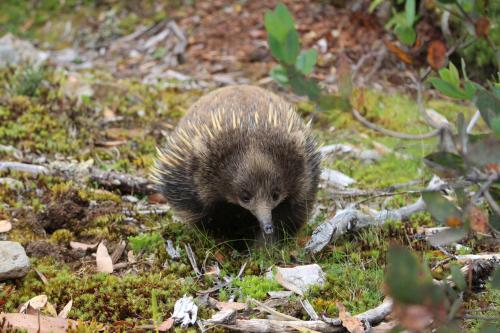 Cradle Mountain Wilderness Village