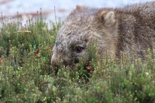 Cradle Mountain Wilderness Village