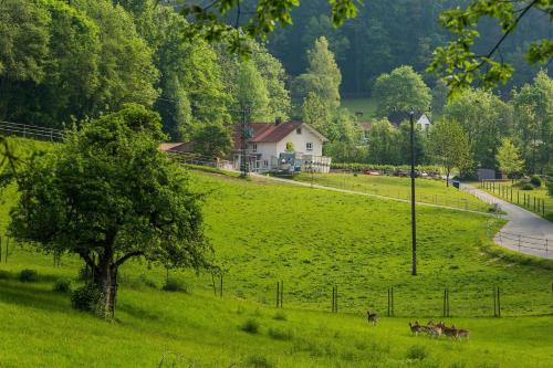 Natur pur Refugium für Mensch und Tier - Apartment - Horgenzell