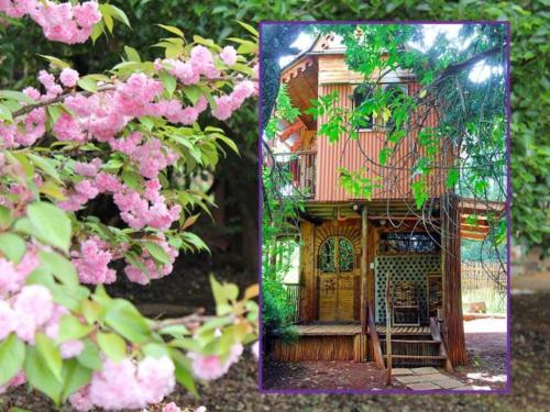 Sycamore Avenue Treehouses & Cottages Accommodation