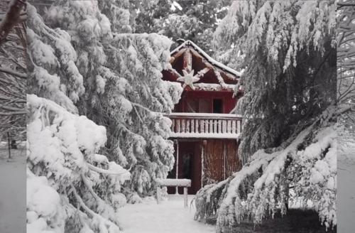 Sycamore Avenue Treehouses & Cottages Accommodation