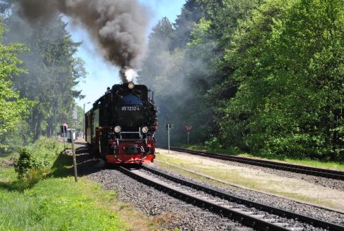 Harz-Rose