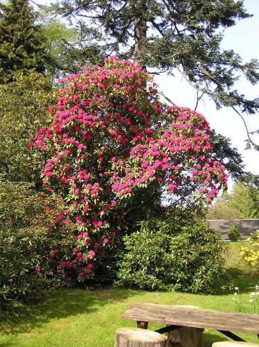 Pitlochry Dundarach Hotel - image 13