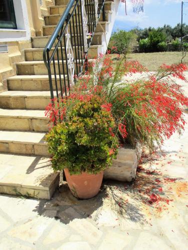 Ammodares - image 5