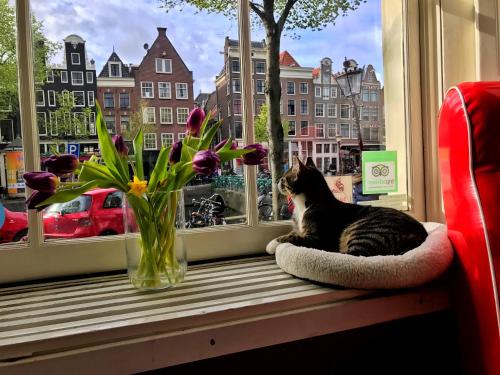 Tulip of Amsterdam - image 14