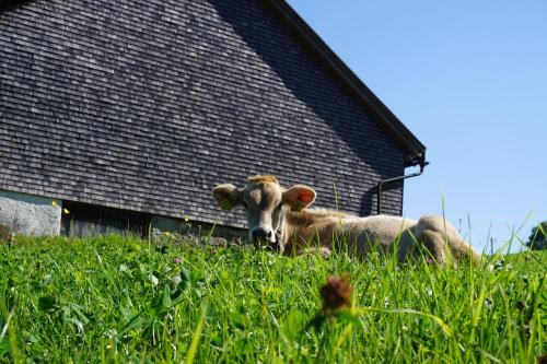 Ferienwohnungen im Blockhaus Metzler