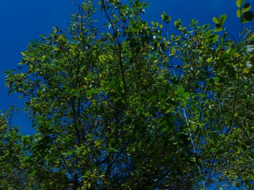  El Molino in Castejón de Sos