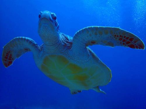 藍海奇緣民宿 | 去趣 chicTrip