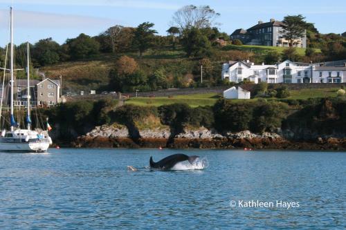 Hotelli välisilme, Bay View B&B Glandore in Glandore