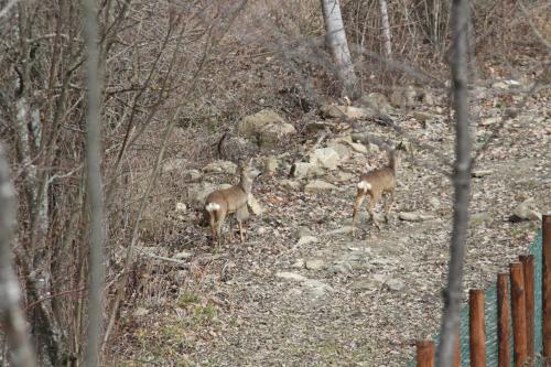 Ospitalita' Rurale Casa Cani in Berceto
