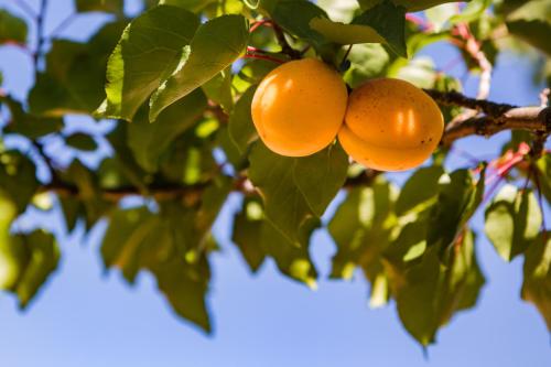 Agroturismo Ses Vistes