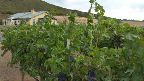 Thorn Hill Vineyards Villa Suites - image 6