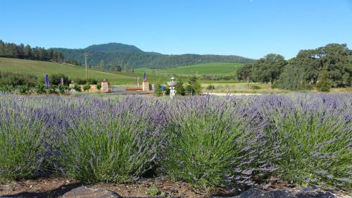 Thorn Hill Vineyards Villa Suites Kelseyville