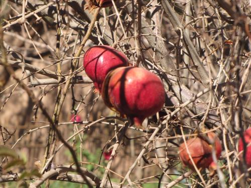 Hotel-Camping Takha Takha