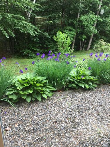 Blueberry Fields Bed & Breakfast - image 6