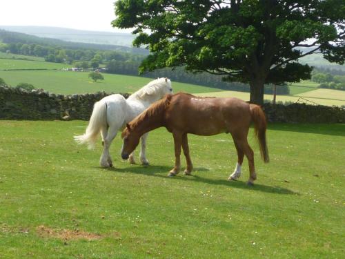 Rye Hill Farm - image 8