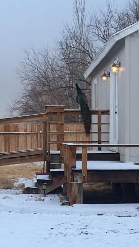 ระเบียง/ชานเรือน, Shady Lady Bed and Breakfast in บีทตี้