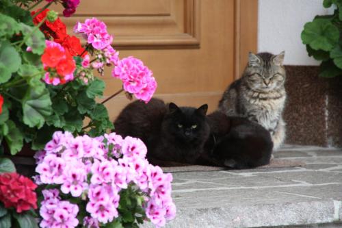 Apartements Richlegghof - image 9