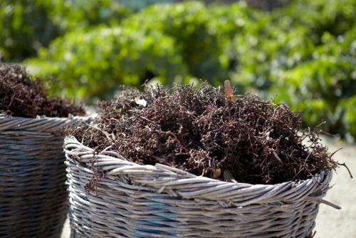 Anna Traditional Apartments - image 5