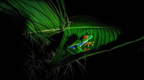 Arenal Observatory Lodge & Trails - image 4