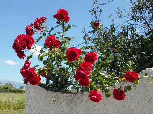Country House L'Ippocastano 2