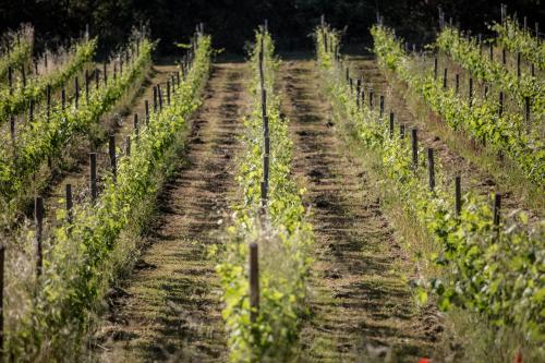 Domaine Monte Verdi - main image