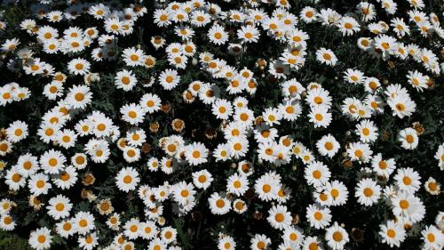 Live as Locals Apartments