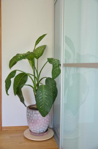 Apartments with outdoor SPA jacuzzi and sauna Apartments with outdoor SPA jacuzzi and sauna