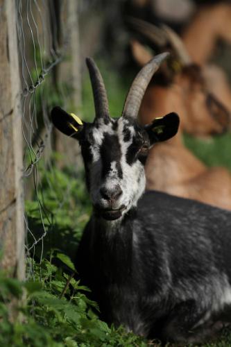 Ferienwohnungen Wulfshof