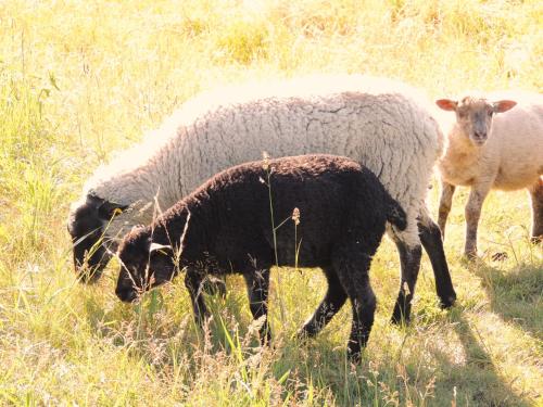 Reet Hausteile Sonnenkliff und Kamp