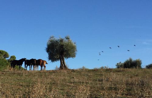 Agriturismo La Valentina Nuova