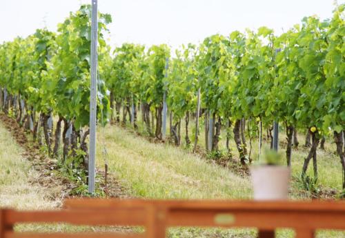 Walters Weinquartier in Eisenberg