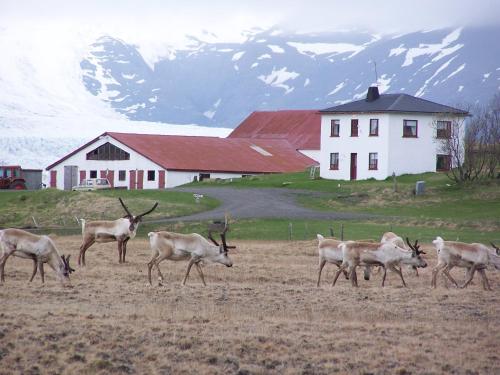 Equipements, Guesthouse Holmur in Hornafjordur