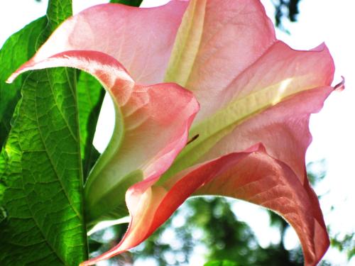 チェリー ツリー コテージ B&B リンデン