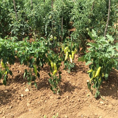 Apartments Raskovic - main image