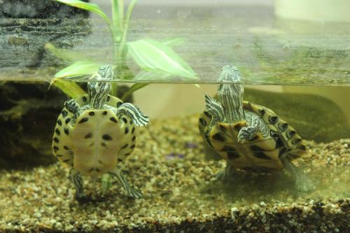 Porzellaneum - image 5