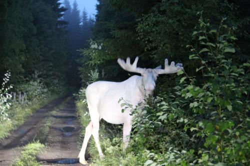 . Lövås Gård Koppera