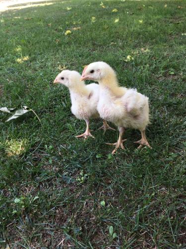  La Badia in Sant Felíu de Pallarols