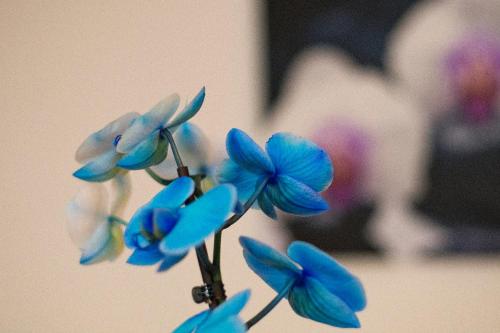 Hotel Art - image 13