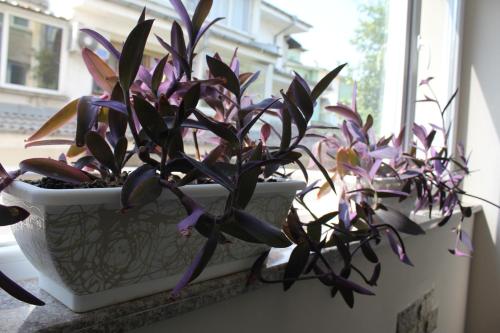 Hostel Penev Hostel Penev