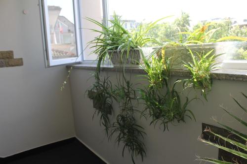 Hostel Penev Hostel Penev