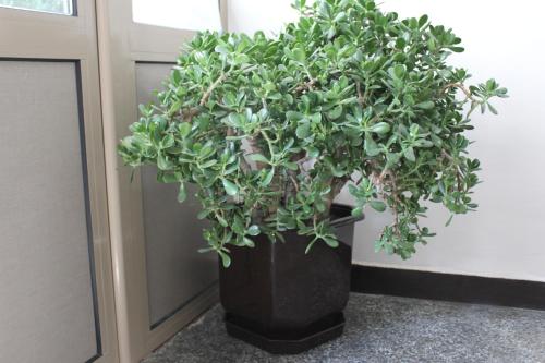 Hostel Penev Hostel Penev