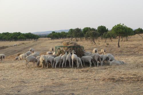 Sesmarias Turismo Rural & SPA - image 7